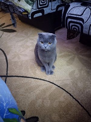 Мой любимый питомец