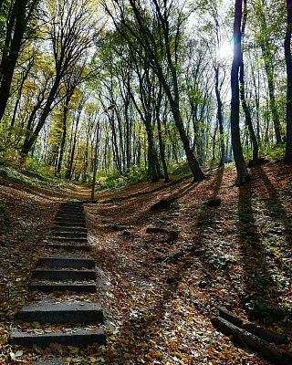 Таманский лес
