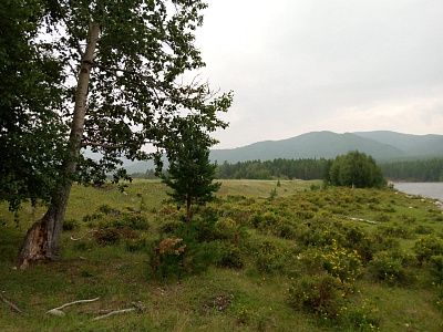 "Родной Таëжный"