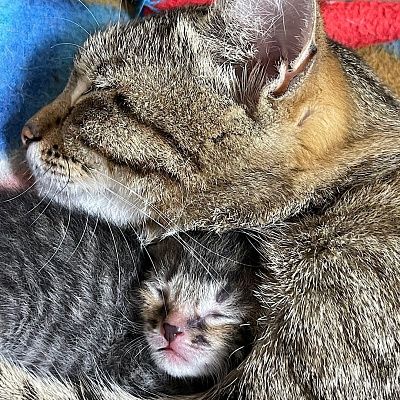 «Спасение бездомной кошки, которая оказалась…»