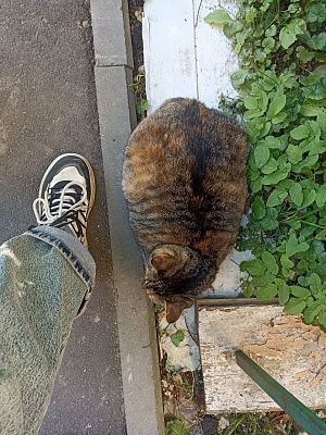 Кот