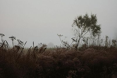 На заре. 