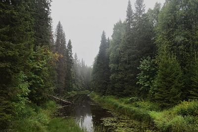 Лесной путь