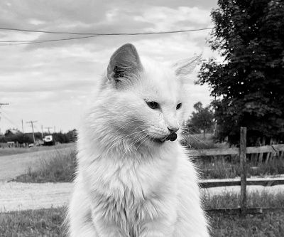 Кошачьи тайны 