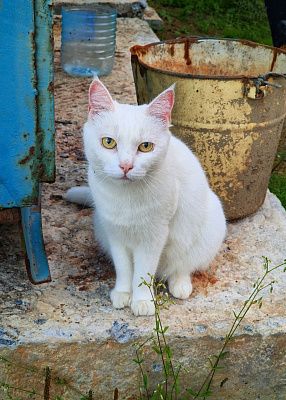 Лесная кошка