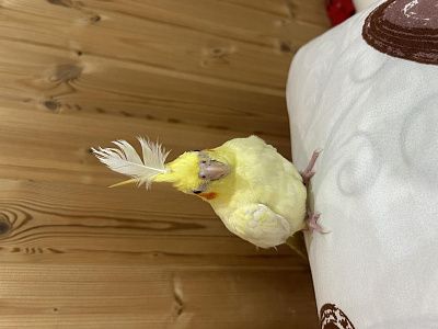 Попугай гоша 