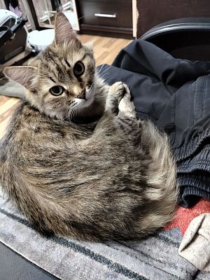 Кот на кресле