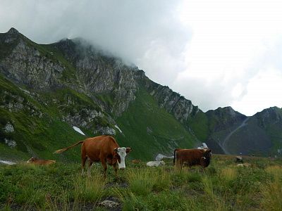 Альпийский выпас