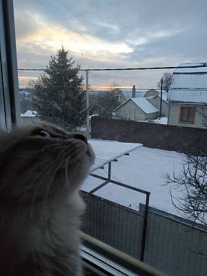 Морозный вечер