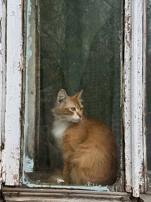 Кошка в окошке