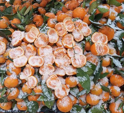 Мандариновый рай под снежным одеялом❄️