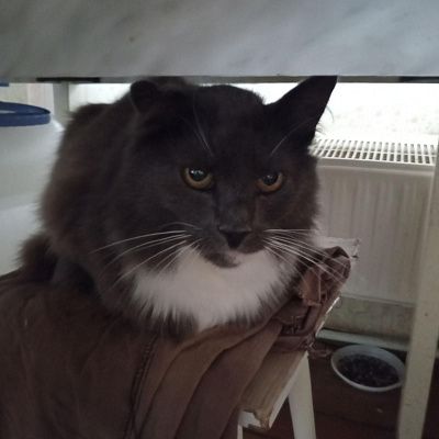 Кот Маркиз