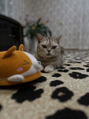 Марсик
