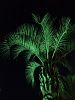 Пальма в ночи 