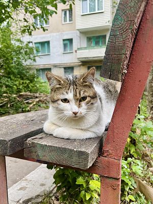 котик 