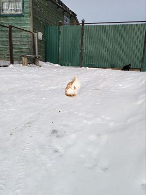 Первый снег