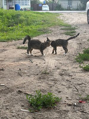 Котятки