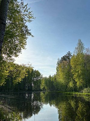 Тайны лесного озера