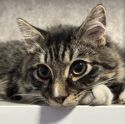 Котик
