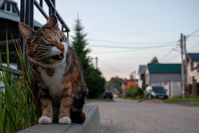 Мурчик