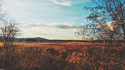 Колосится рожь золотистая