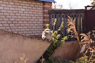 Котик в моей деревне.