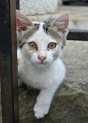 Кошки Дербента