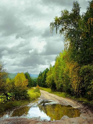 Осенний лес 