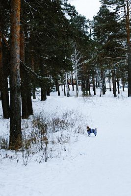 Морозным вечером