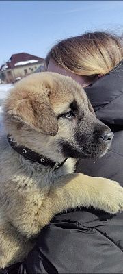 Шейла