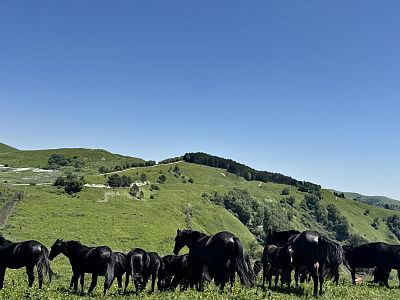 Пастьба