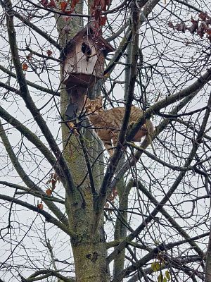 кошк