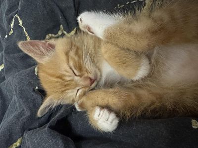 Коржик