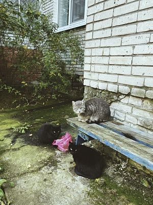 Иди отсюда, пёс