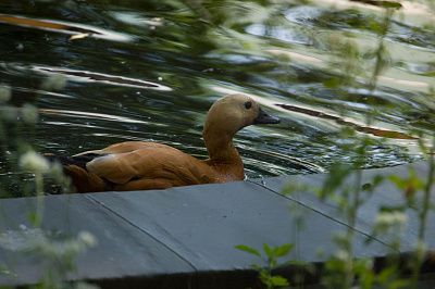Утка в Омском зоопарке