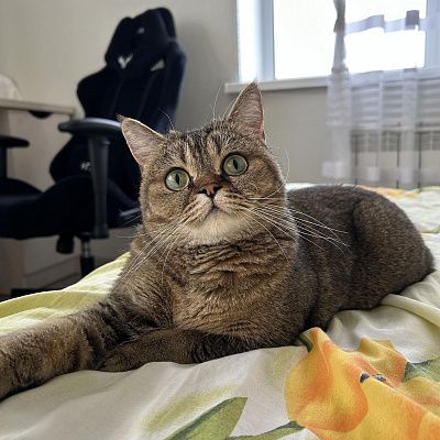 мой домашний питомец 