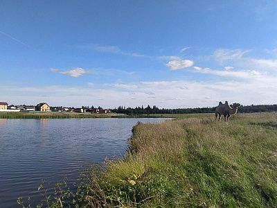 Верблюд в деревне