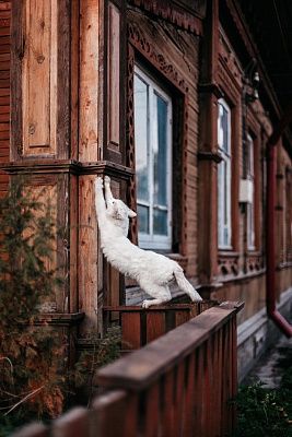 Потягушки