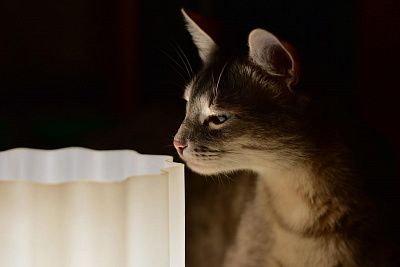 Ламповая кошка