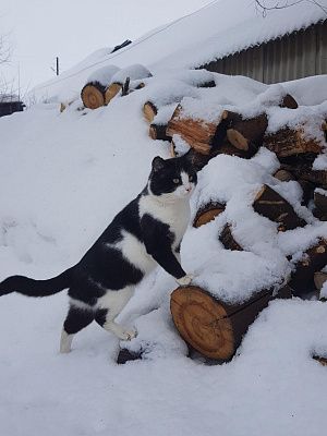 Зимнее приключение