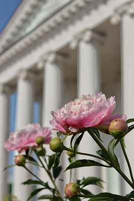 Пионы