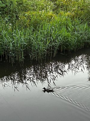 Клин на воде