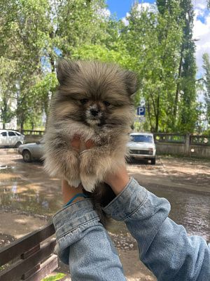 Моя собачка 