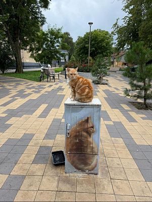 Кошкин дом 