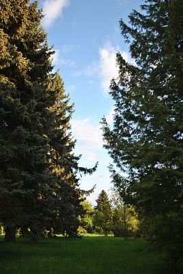 Вечнозелёные