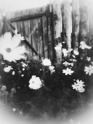Ромашки у старого забора