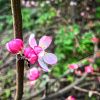 В розовом буйстве приходит весна