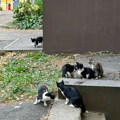 уличные котята 