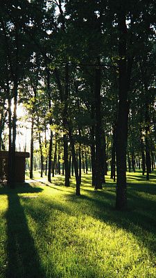 Солнечный хоровод в парке