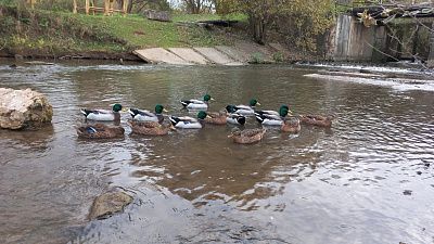 "Водные процедуры"